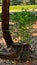 Fresh green plants growing from old tree stump - the concept of nature surviving and reviving