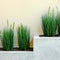 Fresh green plants in vases. Decorative greenery on the background of the shopping center.