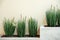 Fresh green plants in vases. Decorative greenery on the background of the shopping center.