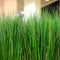 Fresh green plants in vases. Decorative greenery on the background of the shopping center.