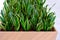 Fresh green plants in vases. Decorative greenery on the background of the shopping center.