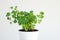 Fresh green potted parsley front view close up studio shot isolated on white