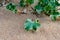 Fresh green prickle leaves of marine Eryngium plant