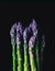 Fresh green purple asparagus closeup on dark background. Gourmet concept