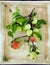 Fresh green and red apples on a branch on a shabby chic plate