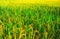 Fresh green rice field background. Lush green paddy in rice field. Spring and Summer Background