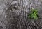 Fresh green ripe bright rosemary banch on old grey wood background