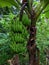 fresh green robusta banana, close-up view