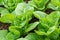 Fresh green romaine or cos lettuce in vegetable garden