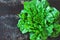 Fresh green romaine lettuce. Beautiful green bunch of lettuce on a loft style background