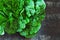 Fresh green romaine lettuce. Beautiful green bunch of lettuce on a loft style background