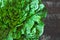 Fresh green romaine lettuce. Beautiful green bunch of lettuce on a loft style background