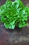 Fresh green romaine lettuce. Beautiful green bunch of lettuce on a loft style background