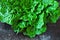 Fresh green romaine lettuce. Beautiful green bunch of lettuce on a loft style background