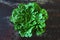 Fresh green romaine lettuce. Beautiful green bunch of lettuce on a loft style background