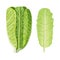 Fresh green Romaine Lettuce head and leaf, Lactuca sativa, isolated on white. Food concept. Fresh juicy raw salad
