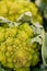 Fresh green romanesco broccoli cabbage macro closeup