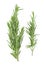 Fresh green rosemary isolated on white background, top view. Aromatic herb