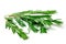 Fresh green rosemary leaves, twigs and branches on white background.