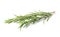 Fresh green rosemary twigs on white