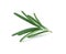 Fresh green Rosemary on a white background
