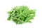 Fresh green rucola, rocket salad or arugula isolated on white background.