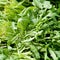 Fresh green rucola salad on market macro