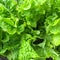 Fresh green salad bowl lettuce