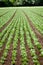 Fresh green salad cabbage on field summer agriculture