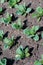 Fresh green salad plants on sunlit acre