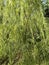 Fresh green Salix babylonica tree in nature garden