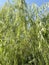 Fresh green Salix babylonica tree in nature garden