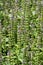 Fresh green satureja montana