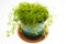 Fresh green selaginella in green pot