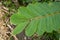 Fresh green Senna alata leaves in nature garden