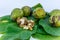 Fresh green shell walnuts