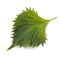 Fresh green shiso leaf