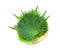 Fresh green shiso leaf on white background