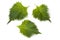Fresh green shiso leaves