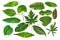 Fresh green single tropical leaf collection