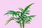 Fresh green small palm leaves close up house plant picture, pink color background empty space for text