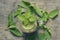 Fresh green smoothie with wild nettle and other herbs in mason jar.