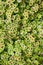 Fresh green Solenostemon scutellarioides plant in nature garden