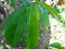 Fresh green soursop leaves on a soursop tree