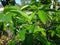 Fresh green soursop leaves on a soursop tree