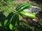 Fresh green soursop leaves on a soursop tree