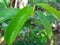 Fresh green soursop leaves on a soursop tree