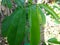 Fresh green soursop leaves on a soursop tree