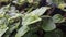 Fresh green Spearmint leaves or daun mint