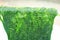 Fresh green spirogyra , fresh water algae